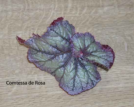 B. ‘Comtessa de Rosa’